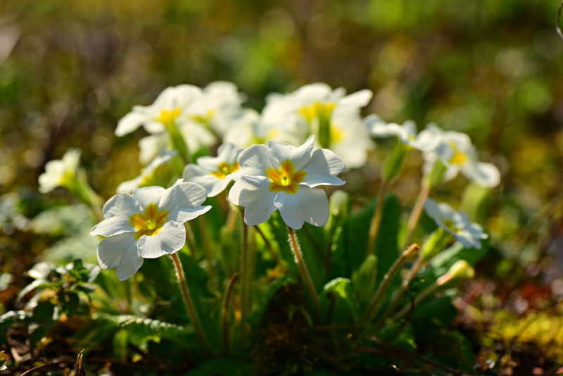 Sleutelbloem, Plantensoorten, Verzorging, Zaaien, Ziektepreventie